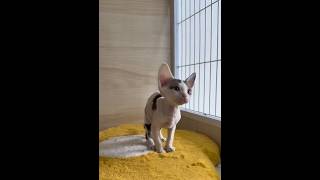 Devon cat is like an elf cat petstation kitten cutepetscentral petcenter cute pets cutepets [upl. by Burrton266]