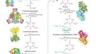 PYRIMIDINES NUCLEOTIDES [upl. by Asenaj]