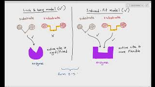 33 Lock amp Key and the Induced Fit Model of Enzyme Function Cambridge AS A Level Biology 9700 [upl. by Birkett322]