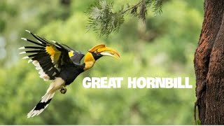 Great hornbill sound [upl. by Seto]