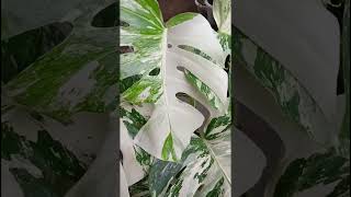 Monstera Albotrendingtrendingshortsshortvideoshortsvideoshortsshortviralvideoshortsfeed [upl. by Kaile]