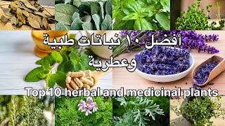 أفضل 10 نباتات طبية وعطرية تمنح منزلك رائحة ذكيةزراعة plants medicinalplants [upl. by Tteltrab518]