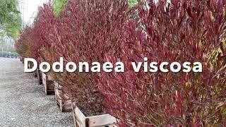 Dodonaea viscosa purpurea [upl. by Busiek759]