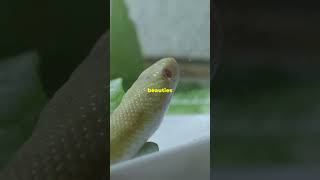 Why Albino Corn Snakes Are the Best Pet Snakes [upl. by Irama]