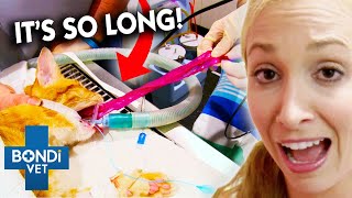 Extracting Ribbon Longer Than The Cat Who Ate It 😧 Bondi Vet Clips  Bondi Vet [upl. by Dianna]