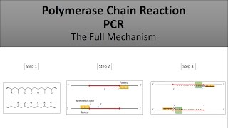 The principle of PCRPolymerase Chain Reaction a full and easy explanation [upl. by Harhay]