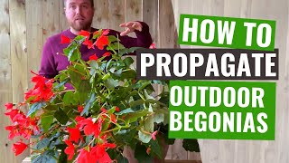 How to propagate a tuberous Begonia plant  Propagation guide of outdoor Begonia plant for gardeners [upl. by Xenos35]