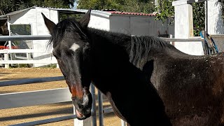 Sidewinder Syndrome complications in horses Neurological problems in horses [upl. by Nnaeirelav]