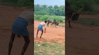 madurai jallikattu tamil animals love comedy automobile [upl. by Stich]