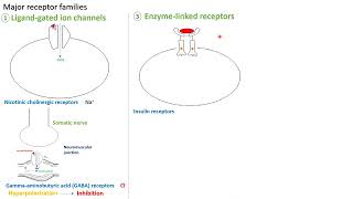 Enzyme linked receptors  in Arabic  بالعربي [upl. by Enrobyalc619]