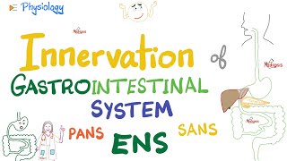 Enteric Nervous System ENS  Myenteric Submucosal plexus  GI Innervation  Nerve Supply of GIT [upl. by Yanrahs]