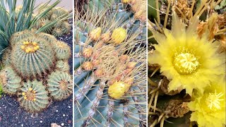 🔴Blue Barrel Cactus Ferocactus glaucescens [upl. by Tadich]