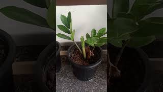 Zee Zee plant തൈ ഉണ്ടാകാൻ short [upl. by Leahcimsemaj]