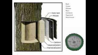 Introduction to Tree Pruning [upl. by Champagne]