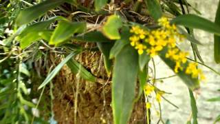 Oncidium cornigerum en florAVI [upl. by Harle94]