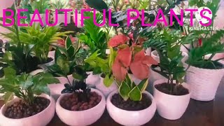 Indoor Plants ഇൻഡോർ വെക്കാൻ പറ്റുന്ന ചെടികൾ [upl. by Imak206]