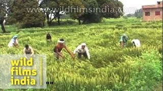 Unseasonal rains have destroyed over 10 lakh hectares of standing crop [upl. by Letnoj555]