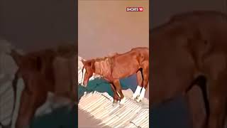 Heartbreaking Scenes Unfold As A Horse Gets Stuck On A Rooftop Amid Brazil Floods  N18S  shorts [upl. by Eiboj892]