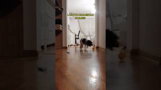 Lagotto Romagnolo Puppy zoomies puppy zoomies lagottoromagnolopuppies lagottoromagnolo cute [upl. by Neilla]