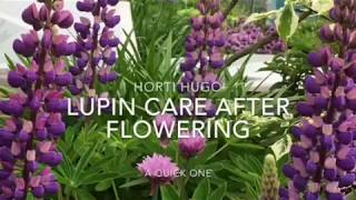 How to care for Lupins after flowering [upl. by Carlynn485]