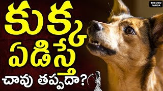 Is Dog Crying At Night Time Dangerous  Superstitions and Myths About Dogs Crying  Telugu Panda [upl. by Nay]