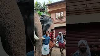 CHIRAKKAL KALIDASAN 🔥 AMBADI MAHADEVAN 🔥 AKKARAMMAL SHEKARAN 🔥 elephant shortvideo trending yt [upl. by Voccola]