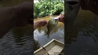 Crappie fishing with minnows and bobber [upl. by Xino]