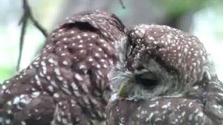 Mexican Spotted Owls preening [upl. by Yllac]