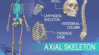 Anatomy and Physiology of Axial Skeleton [upl. by Fritts694]