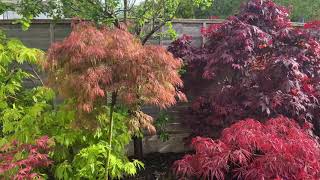 Amazing Japanese Acer Dissectum Baldsmithglowing in the sun Absolutely beautiful [upl. by Heinrik]