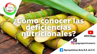 ¿Cómo saber las deficiencias nutricionales en mi cultivo de caña  ARCA Blogs  Tips [upl. by Yancey]