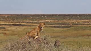 Serengeti National Park Tanzania 🇹🇿 [upl. by Forster]