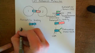 Cell Adhesion Molecules Part 1 [upl. by Rivera]