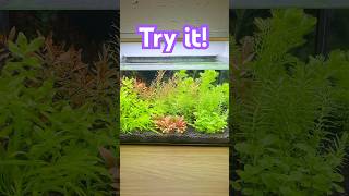 EPIC Planted Nano Tank No filter no CO2 no problem [upl. by Ocisnarf]