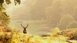 Stags Rutting in Richmond Park London [upl. by Tiduj848]