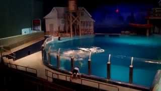 Indianapolis Zoo  Dolphin Show [upl. by Ezarras]