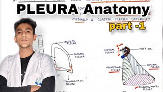 Pleura Anatomy part 1 Thorax Anatomy [upl. by Rayford]