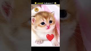 பாம்போட தலையில இருக்குற இந்த கல் என்னன்னு தெரியுமா  Snake Stone  Animal Voiceover Tamil [upl. by Danczyk43]