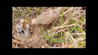 Il mondo degli uccelli webcam Cappellaccia Crested Lark Galerida cristata [upl. by Josh]