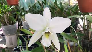 Cali Orchid  laelia anceps ‘marble queen’ [upl. by Enayr]