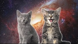 10 Hours Space Cats  Magic Fly by Enjoyker  Video amp Singing Cats 1080HD SlowTV [upl. by Arad950]