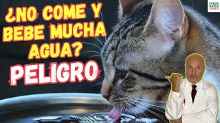 🆘 ¿PORQUE MI GATO NO COME Y BEBE MUCHA AGUA 🆘 [upl. by Ahsenor]