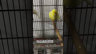 Coppia canarini gialli viralshort follow birds canarini [upl. by Eevets291]