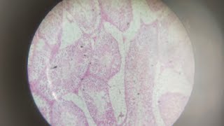 TS of mammalian testis under compound microscope 🔬 Class XII12 Biology practical Spotting [upl. by Rumilly]