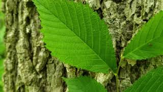 ID That Tree American Elm [upl. by Klotz659]