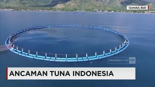 Ancaman Tuna Indonesia [upl. by Verile]