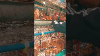 How to debeak with a manual debeaking tool debeaking layers farmingtips poultryfarming [upl. by Cressy]