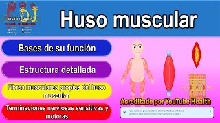 Huso muscular  Huso neuromuscular  Huso muscular fisiología  Huso muscular histología [upl. by Assillam]