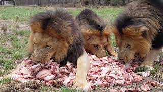 Antelope Park  Lions Feeding 3 [upl. by Esilrac]