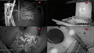 Barred Owl Leesville Owls Live Stream [upl. by Merwin]